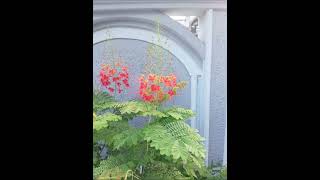 Caesalpinia pulcherrima Fabaceaepeacock flower [upl. by Sisely]