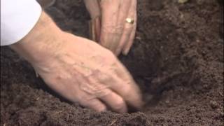 How to plant up bare rooted Iris from Mr Fothergills [upl. by Lund]