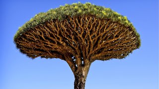 Alien Eden Socotra’s Dragons Blood Trees amp Mystical Landscapes [upl. by Reid]