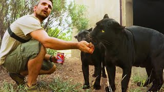 Operation Fang Black Leopards amp Hyenas  Lion Whisperer Membership [upl. by Forsta]