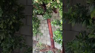 Strawberry tree with dainty pink flowers amp coppercolored bark This tree is both macho amp feminine [upl. by Aisatsanna49]