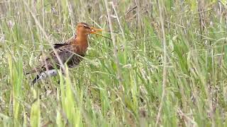 Godwit  Limosa limosa  Griciukas  Большой веретенник [upl. by Eikcuhc]