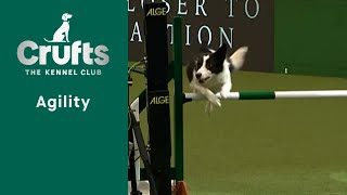 Agility  International Invitation  Large  Agility Crufts 2023 [upl. by Bauer]