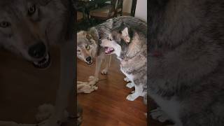 Wolf says quotStay Dog Stayquot wolfdog wolfpup [upl. by Noicpesnoc]