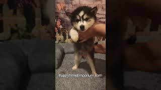 Ogilvies highlight reel puppytimeemporium7080 pomsky puppylovers puppy [upl. by Askwith]