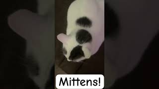 The 3rd fattest cat on earth cat music catlover animation catmusic catscatscats cats [upl. by Llertal]