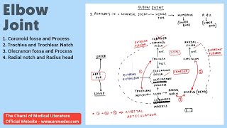 Elbow Joint Anatomy  Part 1  Coronoid Fossa Trochlea Olecranon Fossa Radial Notch [upl. by Adnahcir]