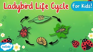 The Life Cycle of a Ladybird  Ladybird Life Cycle  Science for Kids [upl. by Lledniuq472]