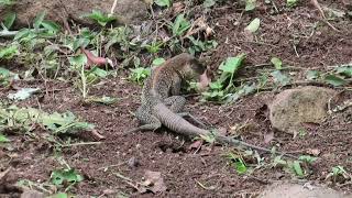 Mating of the Amazon racerunner Ameiva praesignis Squamata Teiidae in Panama [upl. by Branscum]