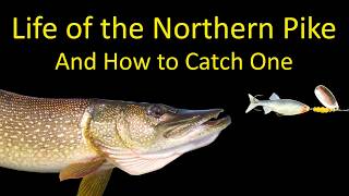 Life of a Northern Pike and How to Fish for Pike [upl. by Corney]