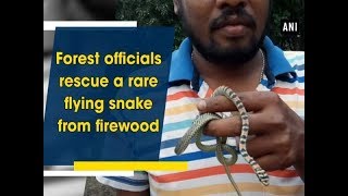 Forest officials rescue a rare flying snake from firewood  Odisha News [upl. by Littman473]