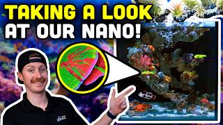 Nuvo 15 Gallon Nano Reef Update Saltwater Troubles and Triumphs [upl. by Saltsman]