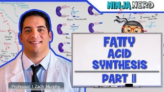 Metabolism  Fatty Acid Synthesis Part 2 Updated [upl. by Fredrick]