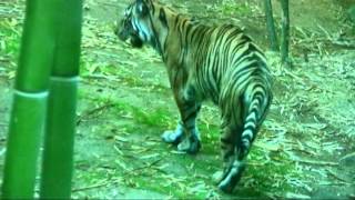 Tiger Cub Week 17 Sacramento Zoo [upl. by Durwood]