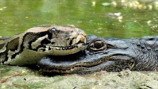 Alligator eats Python 02  Time Lapse [upl. by Zita]