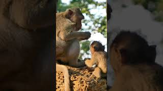 A Baby learn to eat monkey [upl. by Ahsiuq]