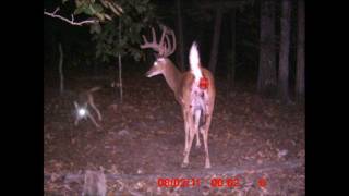 Whitetail Buck attacked and killed by Coyotes [upl. by Geffner]