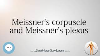 Meissners corpuscle and Meissners plexus Anatomy Named After People 🔊 [upl. by Ynnavoeg]