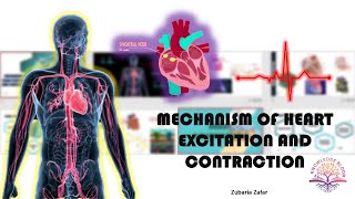 Mechanism of Heart Excitation and Contraction  SinoAtrial Node  AV Node  Biology Class 11 [upl. by Aserehtairam]