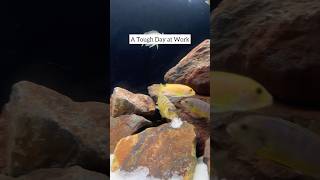 African Cichlid at Work [upl. by Gnal]