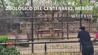 Parque Zoológico del Centenario Mérida  Yucatán  4K [upl. by Brittne]