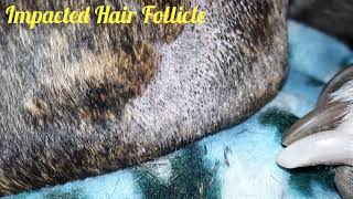 Impacted Hair Follicle Cleaning On my Pitbull Herc [upl. by Blinni]