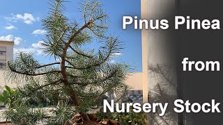 Pinus Pinea Bonsai From Nursery Stock  March 2019  Small Balcony Bonsai [upl. by Ytsim386]