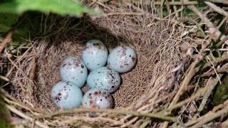 UK Bird Nests  Bullfinch Linnet Song Thrush amp Chiffchaff  Reed Bunting Bird Song [upl. by Noned]