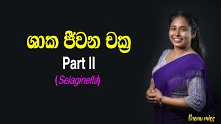 ශාක ජීවන චක්‍ර  shaaka Jeewanachakra  Plant life cycles  Episode 02  Selaginella  Thenu miss [upl. by Ebaj]