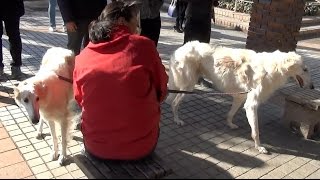 蘇俄牧羊犬蘇俄獵狼犬 Borzoi 1060209【FB中學生學後園】 [upl. by Karlise209]