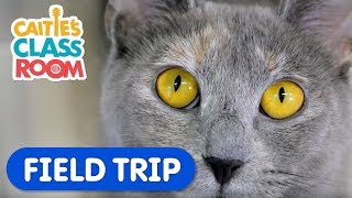 Learn How To Care For Pets  Caities Classroom Field Trip  Animal Video for Kids [upl. by Gaillard]