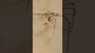 Daddy Long Legs also known as Cellar Spider spiderverse macrophotography [upl. by Etnasa21]