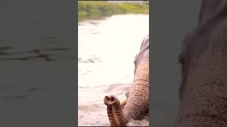 Elephant on River Video [upl. by Lafleur]