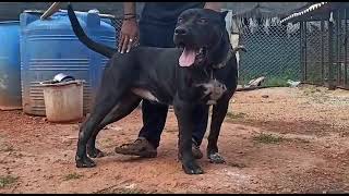 PRESA CANARIO in India [upl. by Eidolem]