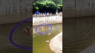 Hero Saves Drowning Orangutan 😱 [upl. by Abate]