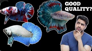 HOW TO KNOW IF YOUR BETTA FISH IS GOOD QUALITY [upl. by Yromem]