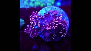 goniopora reefkeeper korallen meerwasseraquaristik aquarium [upl. by Rivers]