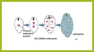 Endosperm development भ्रूणपोष विकास [upl. by Klatt808]