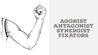 Agonist antagonist synergists and fixators [upl. by Mahmud559]