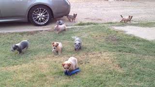 Queensland Heeler Puppies Playing at Decco Ranch Part 2 [upl. by Bedad89]