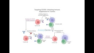 Targeting CD200 Unlocking Immune Suppression in Tumors [upl. by Kulsrud]