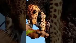 The video of the cheetah which is hunting the pig WildlifeAdvantureInHindi wildlifebd [upl. by Fasta353]