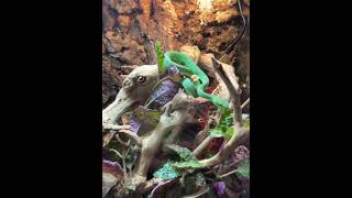 Green Insularis Pit Viper Bio active setup [upl. by Atneciv167]