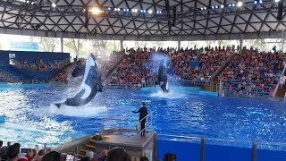 Sea World San Antonio Orca Killer Whales Double Breach [upl. by Garvin]