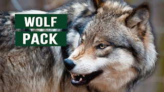 The Predatory Wolf Pack Of Yellowstone National Park  White Wolf Documentary [upl. by Burhans]