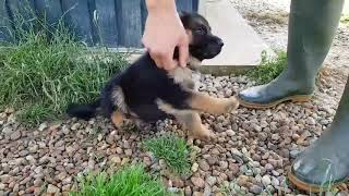 Chiot Berger Allemand poils courts au collier jaune [upl. by Griseldis855]