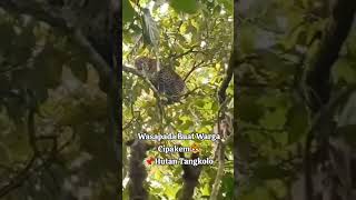 Si belang🐯di hutang cipakem shortvideo macantutul automobile kuninganjawabarat [upl. by Coplin]