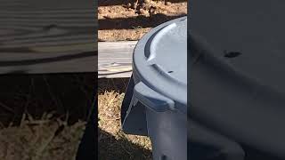 HONEY BEES SWARM TRASH CAN catland bees [upl. by Aicinod]