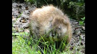 Muskrat Facts Interesting Facts about Muskrat Facts about Muskrat [upl. by Kidder]