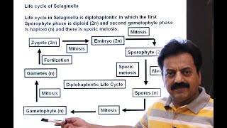 First Year  Chapter 9  Kingdom Plantae  Part 10  Life Cycle of Selaginella [upl. by Vonnie]